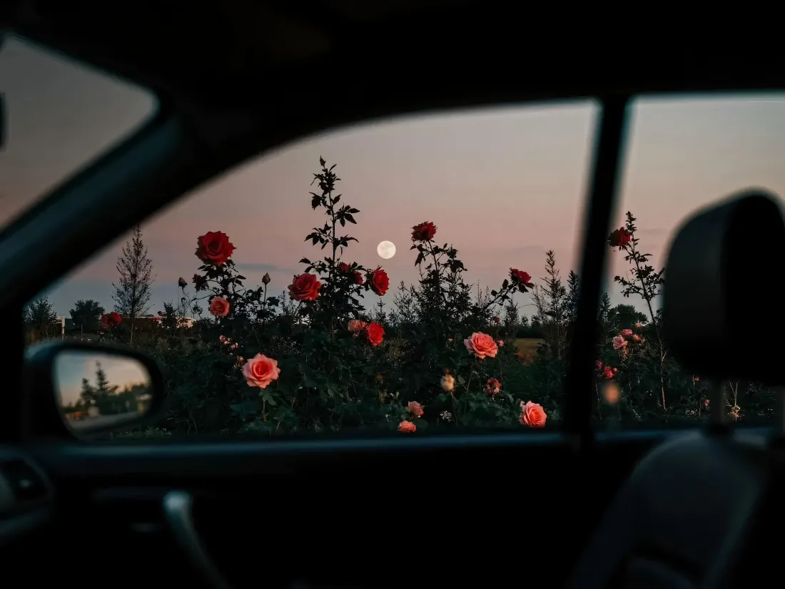 暗夜中透过车窗可见夕阳下的玫瑰花海,深色系背景搭配流动光影特效