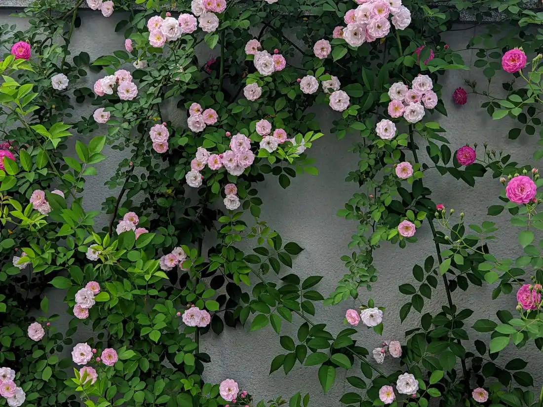 超清绿植花墙壁纸,4914x3686分辨率,AI渲染粉色花朵与晨光效果