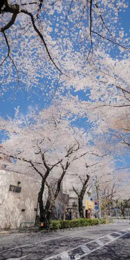 【樱吹春日】｜蓝粉白配色如何重构城市春日的美学方程式