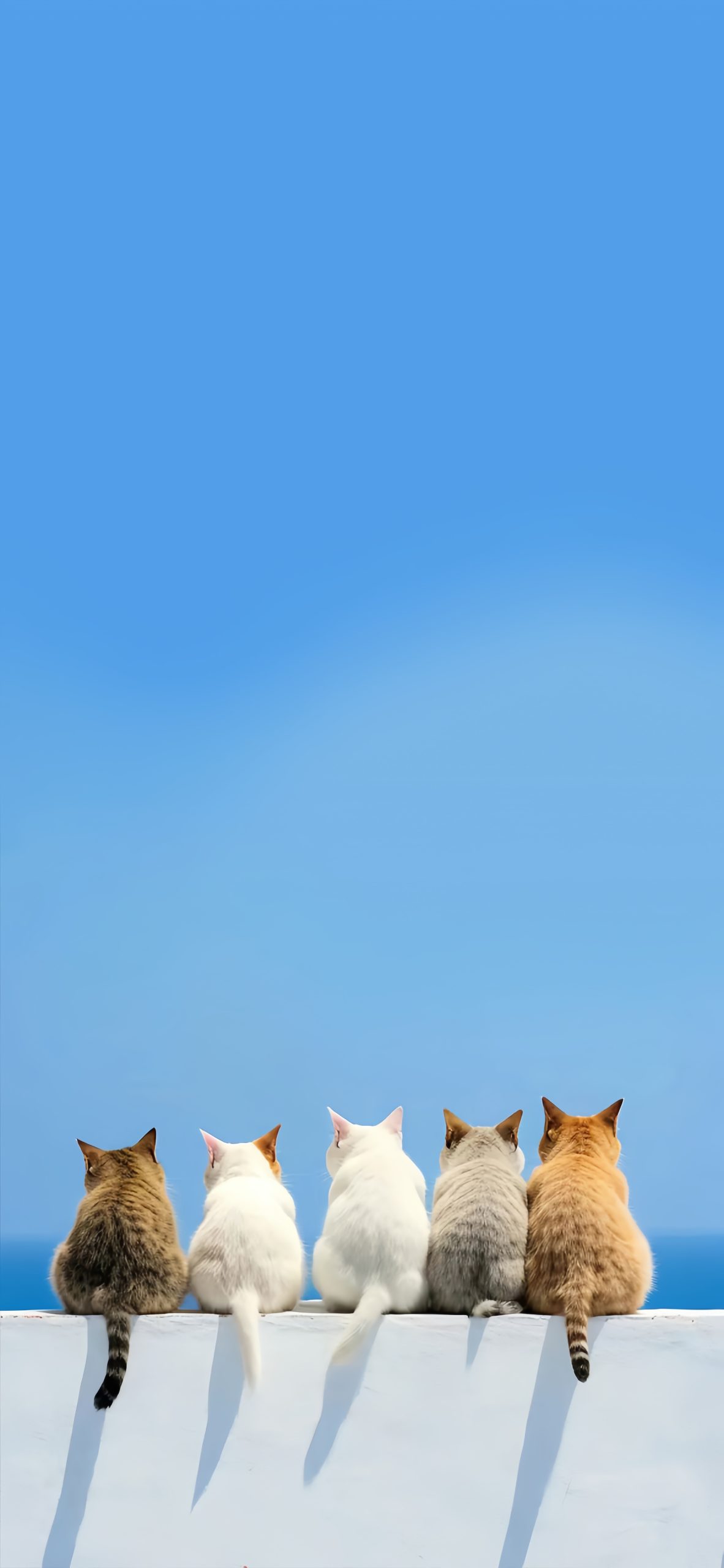 【云间嬉戏】｜渐变天空下的猫咪乐园美学建构