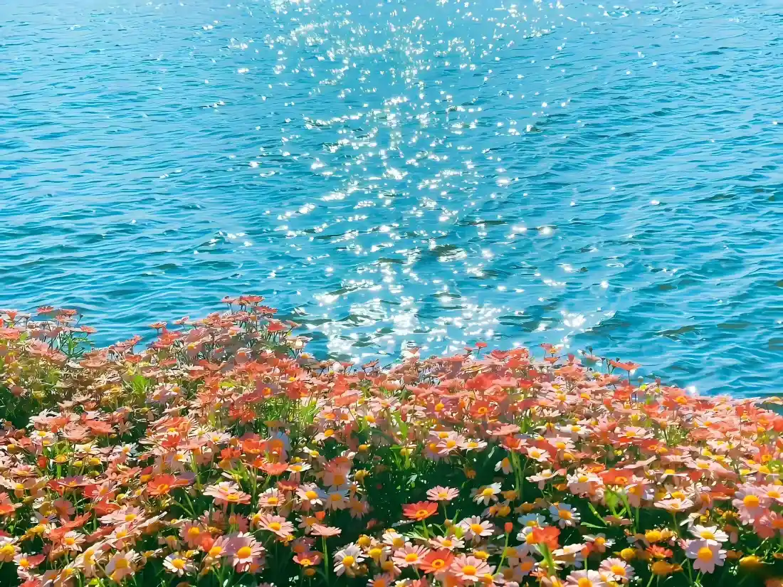 晨曦中海景与悬浮玫瑰花的超清插画壁纸,动态波浪光效与渐变朝霞背景