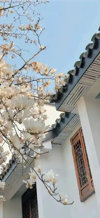 中式建筑与花树壁纸,青瓦黛墙搭配垂枝海棠,灰白色调呈现禅意东方美学