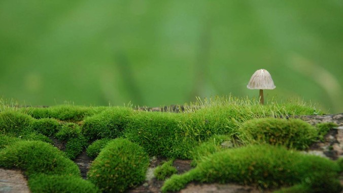 绿意方程式｜苔藓蘑菇春日4K壁纸重构自然生态的流体实验室