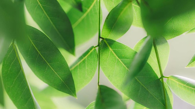 深青护眼方程式｜自然大叶子4K壁纸重构植物美学的流体动力学