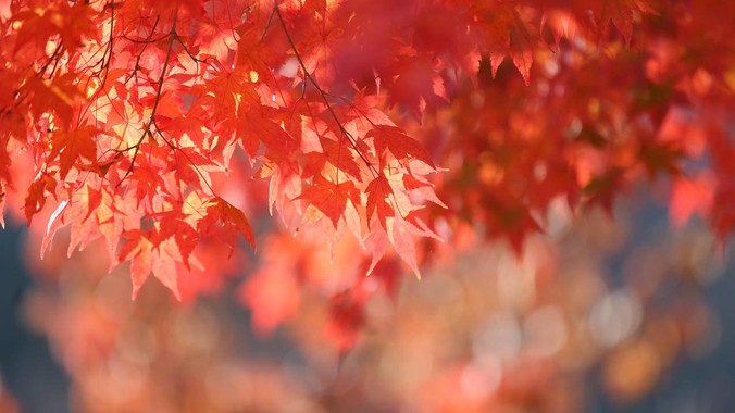 把秋日童话装进屏幕｜火红枫叶4K壁纸重构桌面视觉盛宴