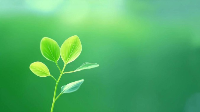 嫩绿生长方程式｜绿芽清新护眼4K壁纸重构自然光影的屏幕实验室