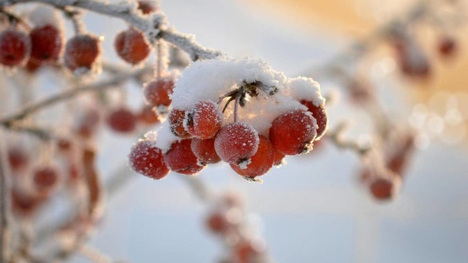 绛珠映雪｜冬果红颜4K壁纸解构冰晶美学的三重维度